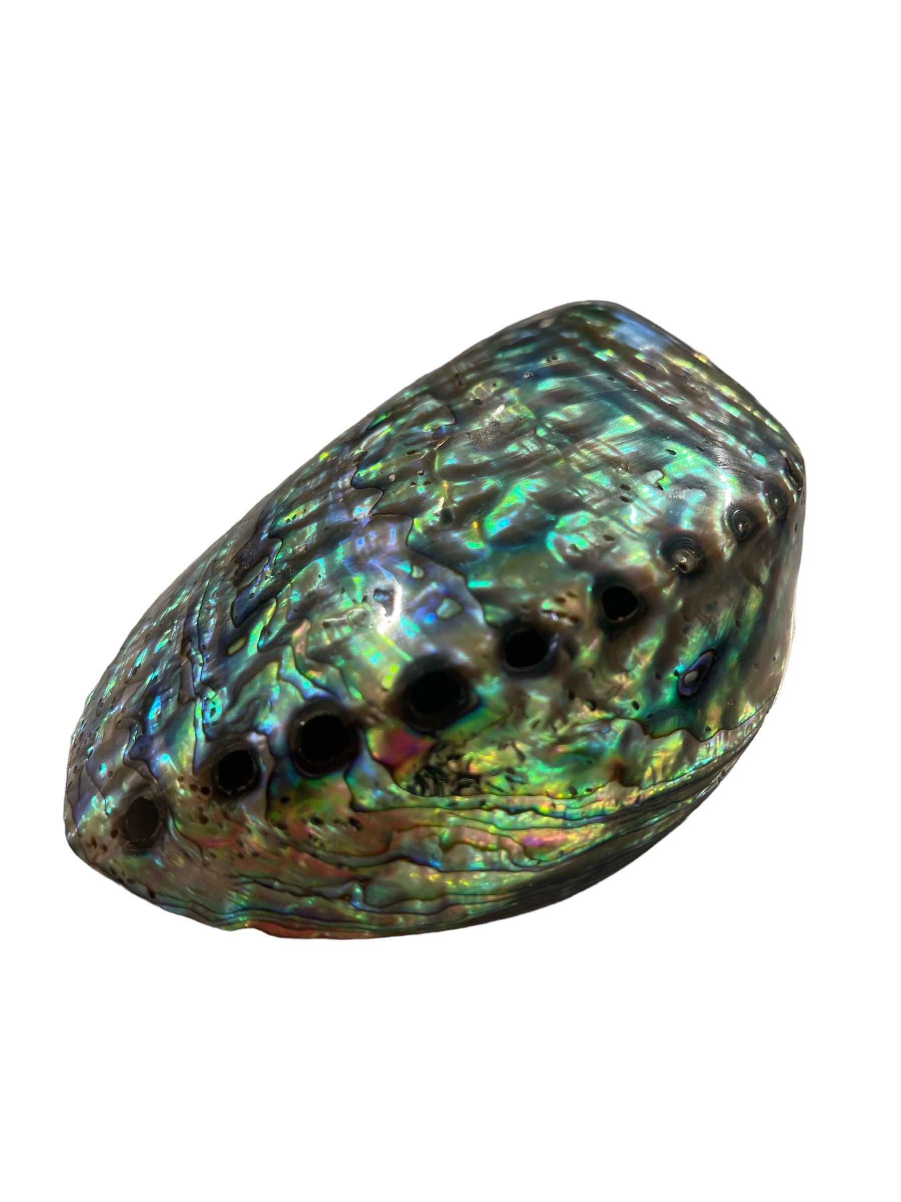 Abalone Shells