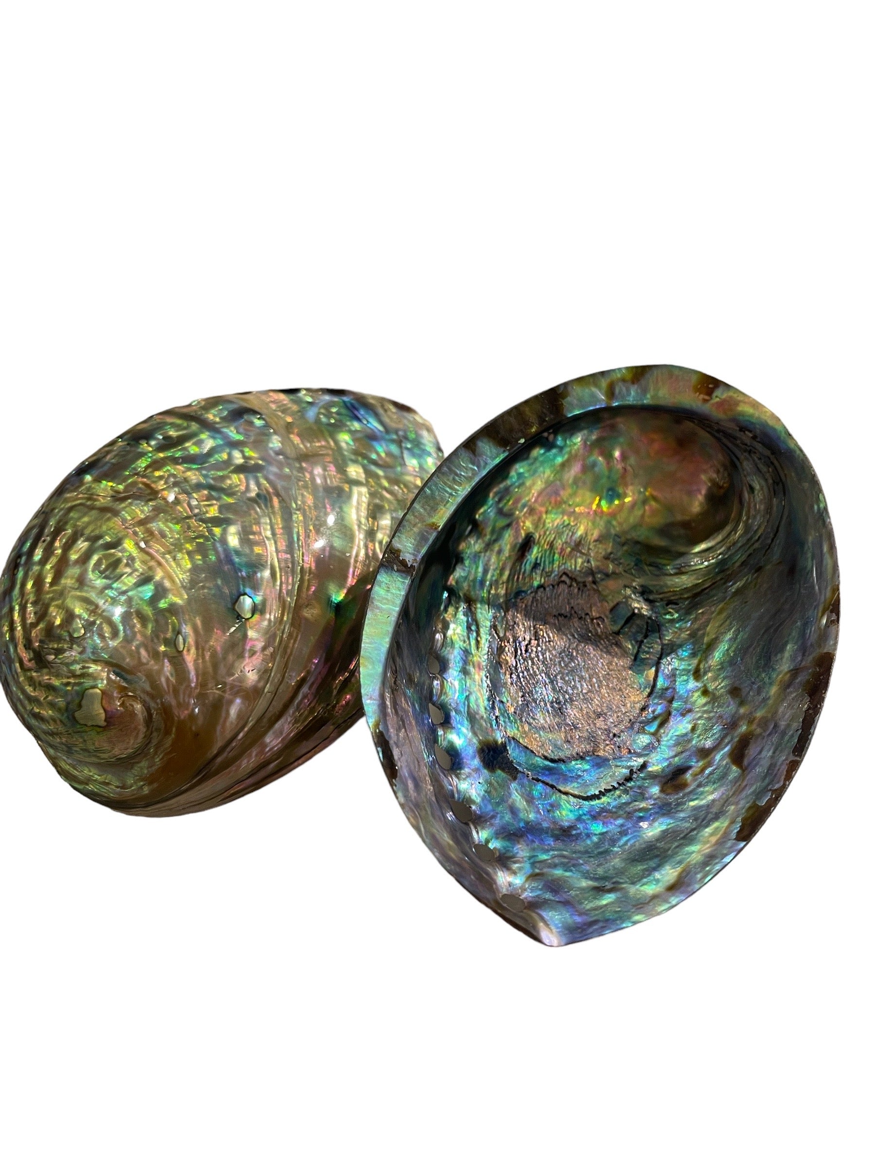 Abalone Shells