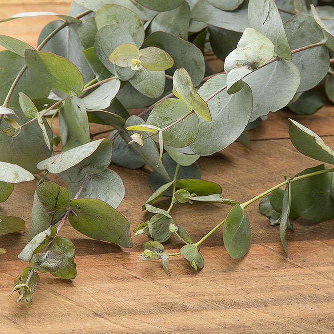 Eucalyptus Oil